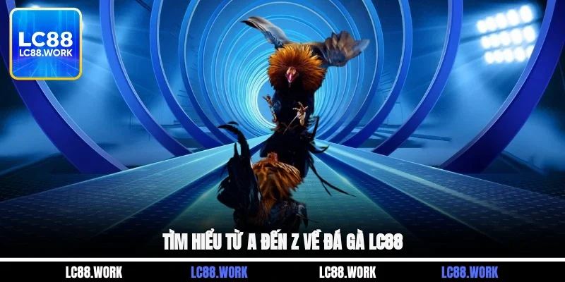 Tìm hiểu từ A đến Z về đá gà LC88